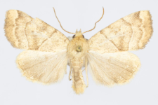 Cosmia trapezina