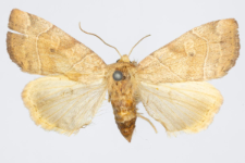 Cosmia trapezina