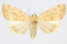 Cosmia trapezina