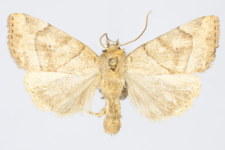 Cosmia trapezina