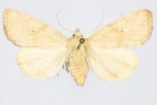 Cosmia trapezina