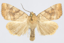 Cosmia trapezina