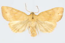 Cosmia trapezina