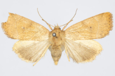 Cosmia trapezina