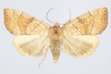 Cosmia trapezina