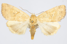 Cosmia trapezina