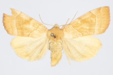 Cosmia trapezina