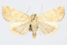 Cosmia trapezina