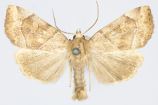 Cosmia trapezina