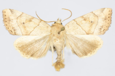 Cosmia trapezina