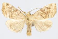 Cosmia trapezina