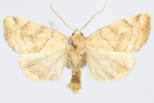 Cosmia trapezina