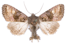 Euplexia luciparia