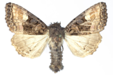 Euplexia luciparia