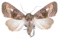 Euplexia luciparia