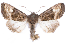 Euplexia luciparia