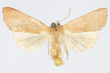 Agrochola helvola