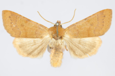Agrochola helvola