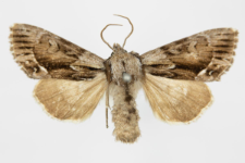 Hyppa rectilinea