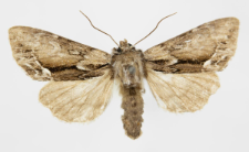 Hyppa rectilinea