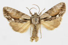 Hyppa rectilinea