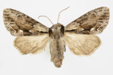 Hyppa rectilinea