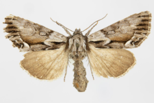 Hyppa rectilinea
