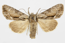 Hyppa rectilinea