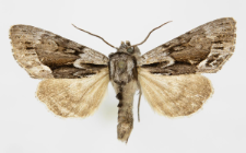 Hyppa rectilinea