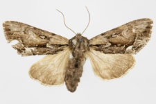 Hyppa rectilinea