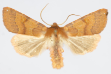 Agrochola helvola