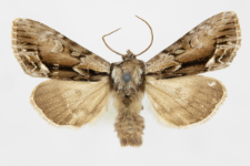 Hyppa rectilinea