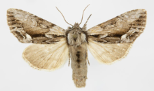 Hyppa rectilinea