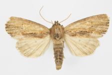 Xylomoia graminea