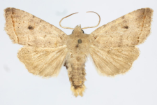 Agrochola lota