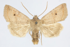 Agrochola lota