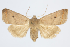 Agrochola lota