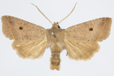 Agrochola lota
