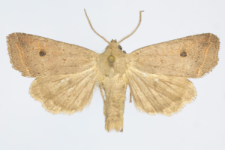 Agrochola lota