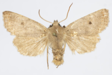 Agrochola lota