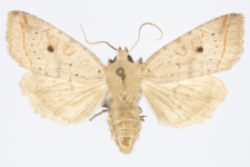 Agrochola lota