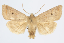 Agrochola lota