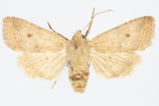 Agrochola lota