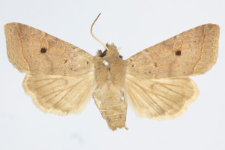 Agrochola lota