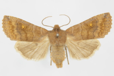 Eupsilia transversa
