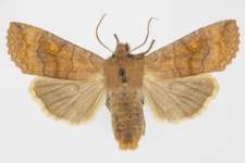 Eupsilia transversa