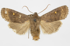 Eupsilia transversa