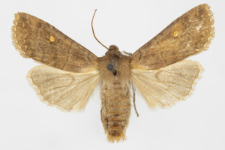 Eupsilia transversa
