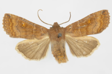 Eupsilia transversa