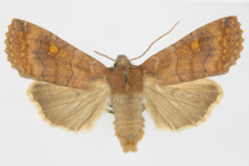 Eupsilia transversa